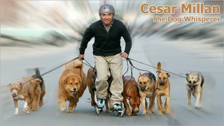 Mari Mengenal Sang Pembisik Anjing Cesar Millan